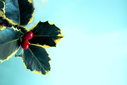 Typical Christmas plant. Holly on neutral background