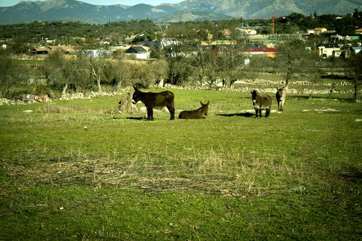 Donkey in the field. Species in extinction. No people