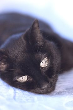 Senior black cat lying on the bed. No people