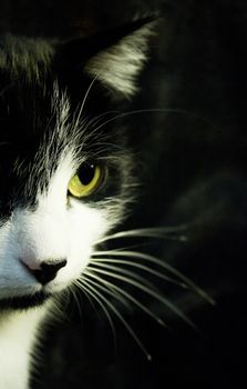 Black and white cat with feline immunodeficiency