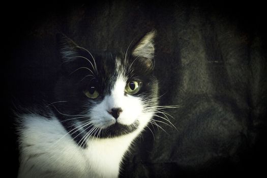 Black and white cat with feline immunodeficiency