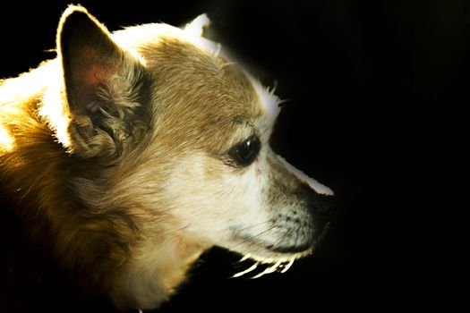 Older dog with epilepsy. No people