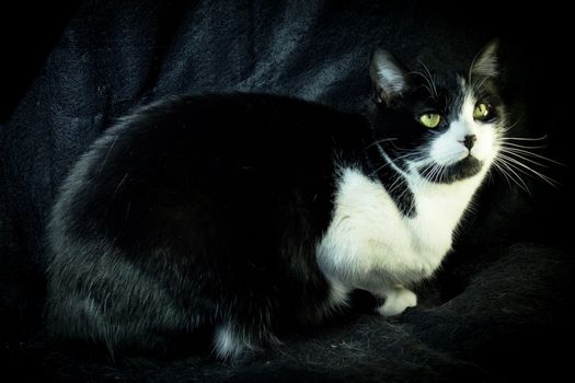 Black and white cat with feline immunodeficiency