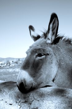 Donkey in the field. Species in extinction. No people