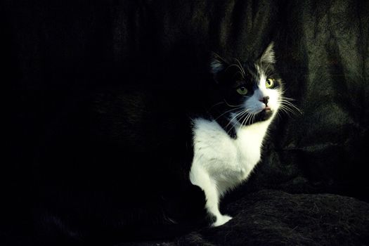 Black and white cat with feline immunodeficiency