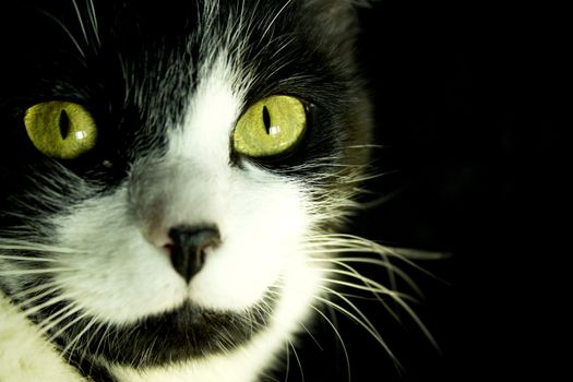 Black and white cat with feline immunodeficiency