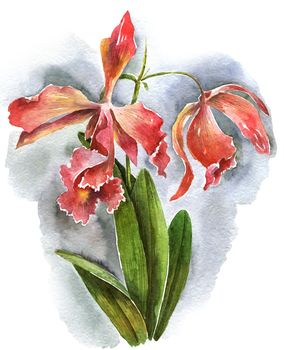 Watercolor illustration of orchid flower. Artistic painting.