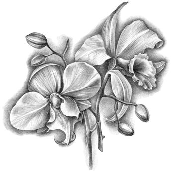 Hand drawn botanical illustration of phalenopsis and cattleya orchids with flowers and buds. Detalized sketch by black ballpen.