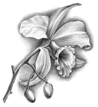 Hand drawn botanical illustration of cattleya orchid with flower and buds. Detalized sketch by black ballpen.
