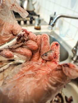 hands of senior housewive pensionate woman wearing transparent gloves cleaning anchovies fish from head and guts