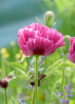 Beautiful and vibrantly colorful Flower Portraits and interesting and unusual gardens.