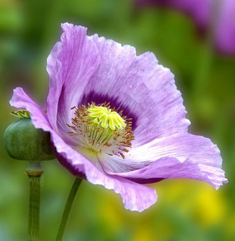 Beautiful and vibrantly colorful Flower Portraits and interesting and unusual gardens.