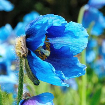 Beautiful and vibrantly colorful Flower Portraits and interesting and unusual gardens.