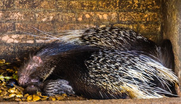 crested porcupine couple sleeping together, tropical rodent specie from Africa