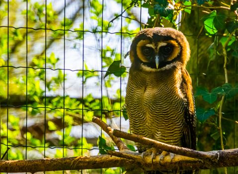brown wood owl sitting on a branch in closeup, tropical bird specie form Asia