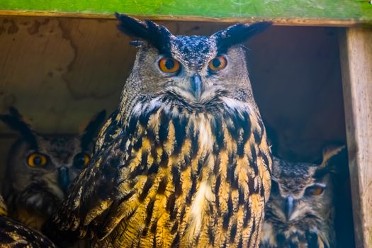 beautiful closeup portrait of a eurasian eagle owl, popular bird specie form Eurasia