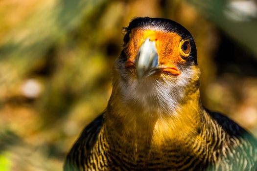beautiful closeup portrait of the face of a southern crested caracara, tropical bird specie from america