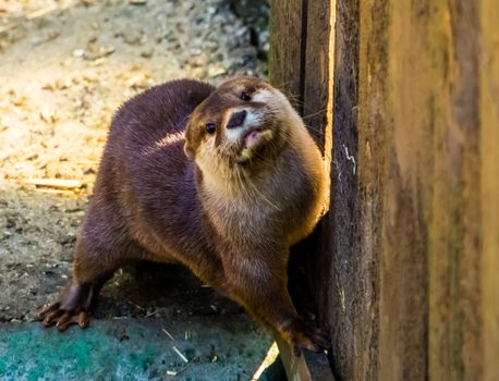 cute closeup portrait of a small asian otter, tropical animal specie from Asia