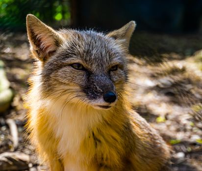 corsac fox with its face in closeup, tropical wild dog specie from Asia