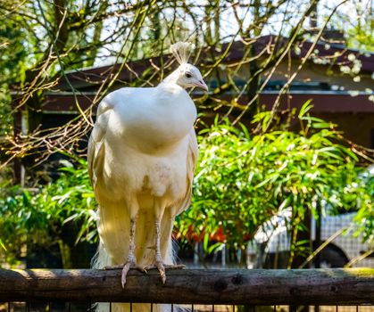 portrait of a white peacock. popular color mutation in aviculture, tropical bird from Asia
