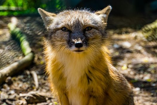 cute closeup of the face of a corsac fox, tropical wild dog specie from Asia