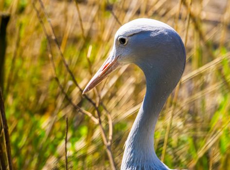 the face of a blue paradise crane in closeup, Vulnerable bird specie from Africa