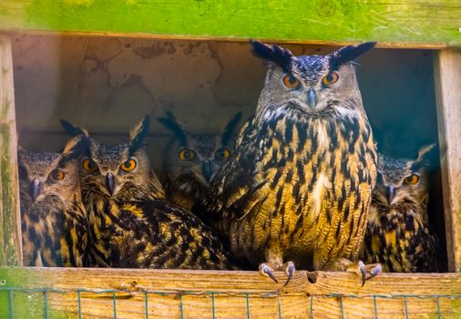 family portrait of eurasian owls, popular bird specie form Eurasia