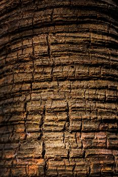 Old wood tree cracked texture
