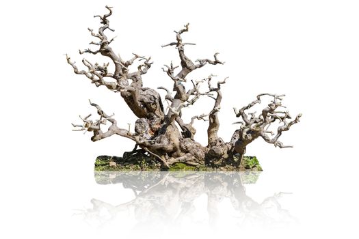 Tree root, bonsai, isolated on white background