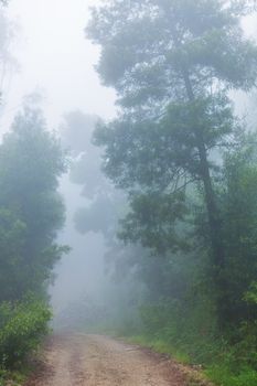 Fog in the forest at the portuguese national park, Geres, Portugal