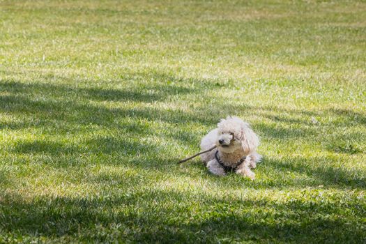 little white poodle dog playing in the grass with a stick in Portugal