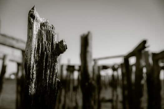 Weathered old wharf poles with focus on foreground and blurry background in monochrome.
