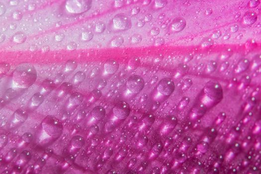 Drops of water on pink petals