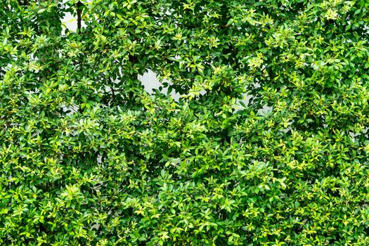 Green plant leaf wall for texture and background