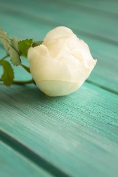 White rose on teal wooden background. Selective focus, copy space