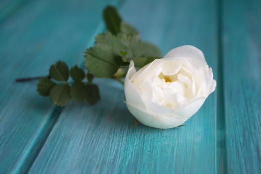From above composition of white roses placed nearby flower on blue wooden table