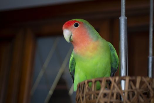 A close up shot of a beautiful lovebird free flying in home