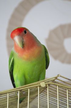 beautiful rosy faced lovebird standing on a steel frame cage in home