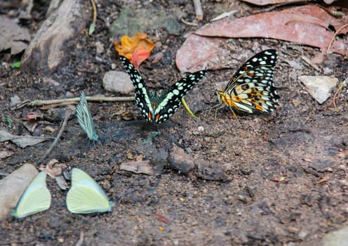 Butterflies are looking for minerals on the ground.