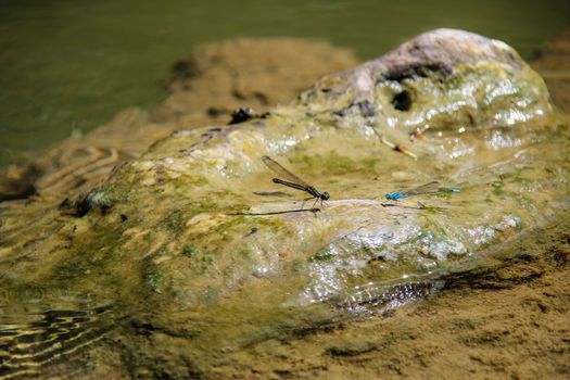 Two dragonflies that lie on the rocks next to the water surface