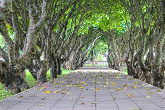 Leelawadee Tunnel , Nan National Museum
Mueang District, Nan Province thailand.