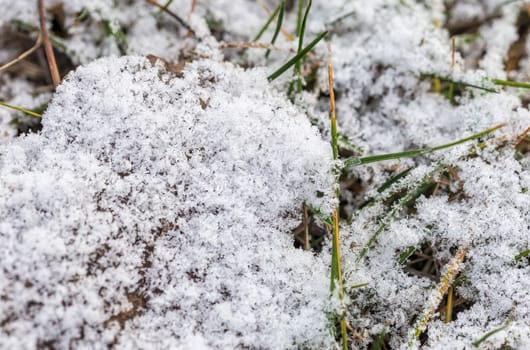 Green grass covered by white snow during the cold winter