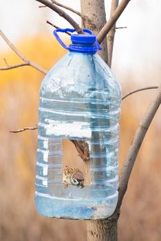 Big plastic bottle used as feeder for birds in winter. A sparrow with a seed in the beak is perched on the aperture