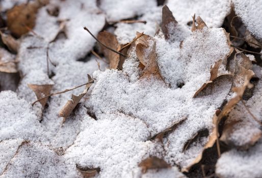 Dry leaves covered by snow during a cold winter