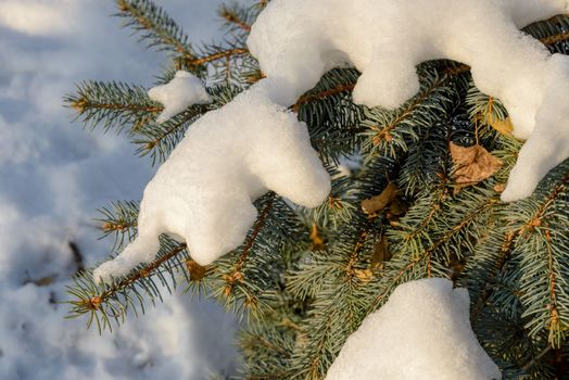 Closeup detail of frozen snow on a fir branch during the cold winter at sunset