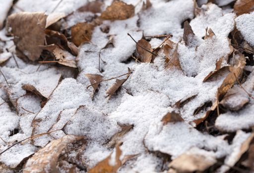 Dry leaves covered by snow during a cold winter