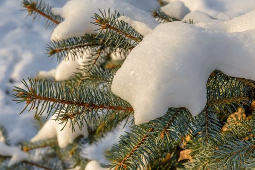 Closeup detail of frozen snow on a fir branch during the cold winter at sunset