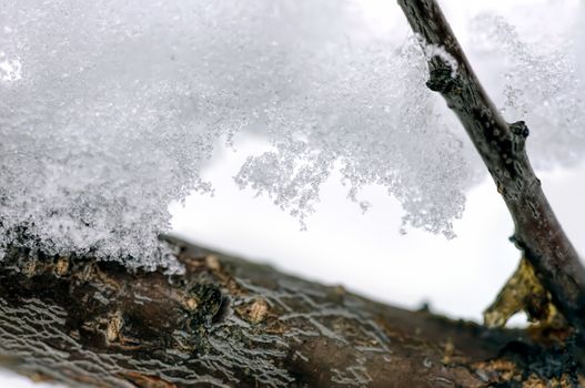 Macro detail of frozen snow on a branch during the cold winter