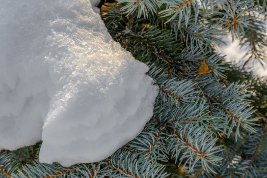 Closeup detail of frozen snow on a fir branch during the cold winter at sunset