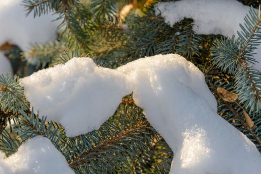Closeup detail of frozen snow on a fir branch during the cold winter at sunset